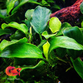 Anubias Nana Paxing Compact